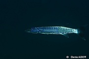 Sphyraena barracuda Barracouda a queue noire Wakatobi Pasar wajo jetty-6m-20180602-Denis-ADER-DSC_3409_tn